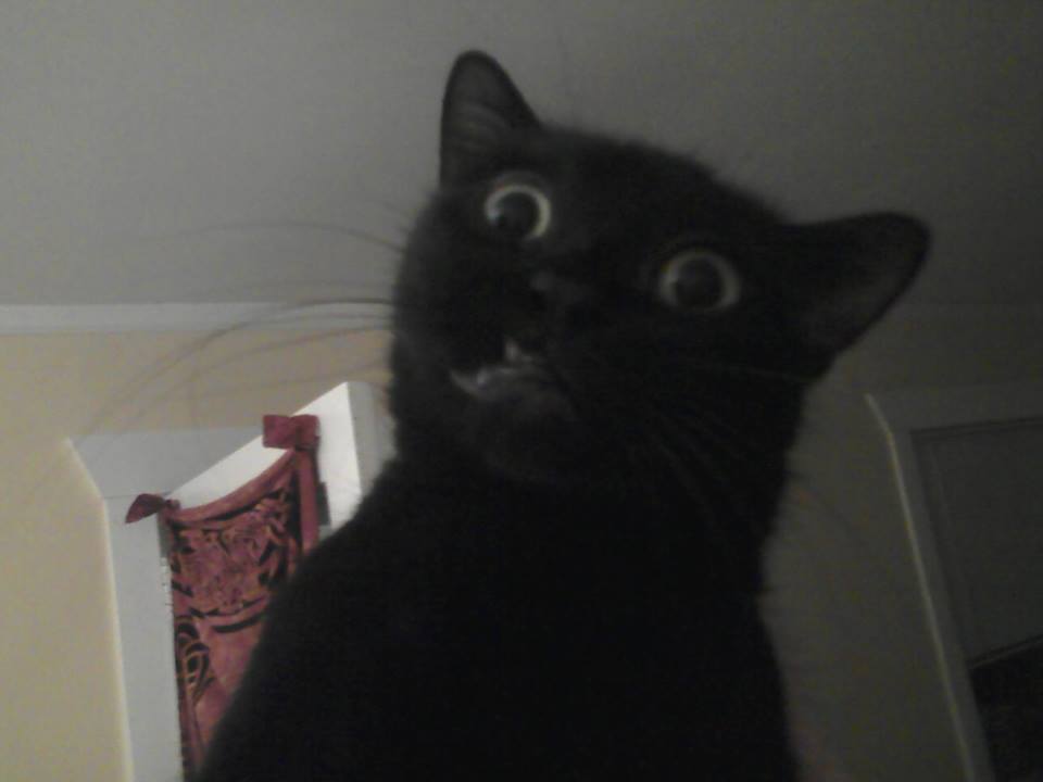"wtf" Meme Templates Imgflip