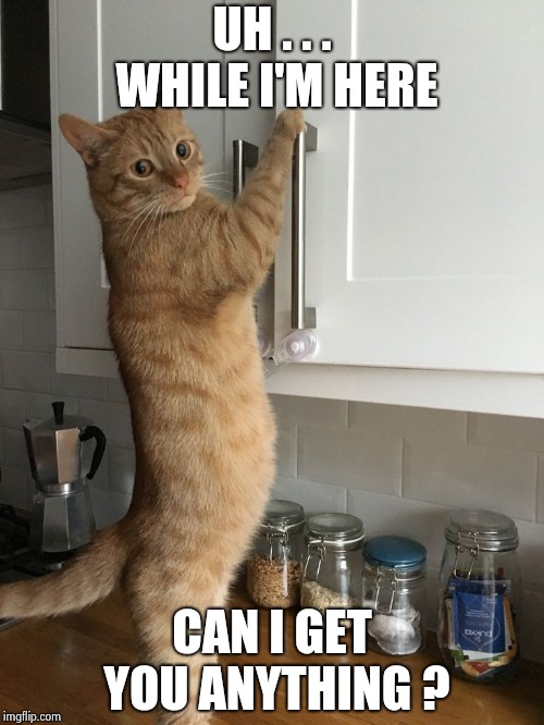 Image tagged in i'm starving Imgflip