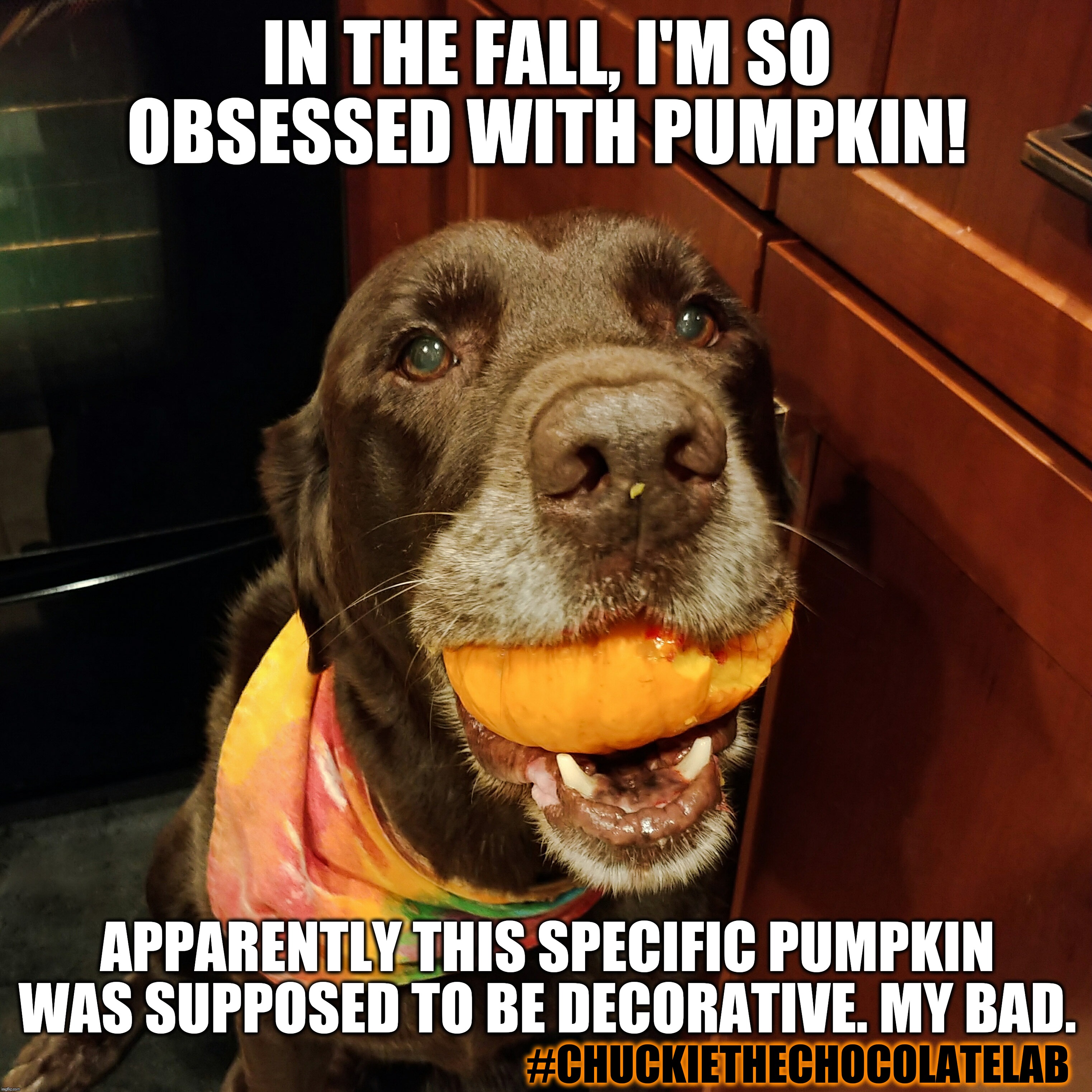 Pumpkins are delicious Imgflip