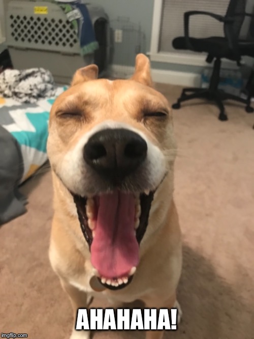 Image tagged in bad pun dogs,dad joke dog,funny dogs,bad joke dog,cute