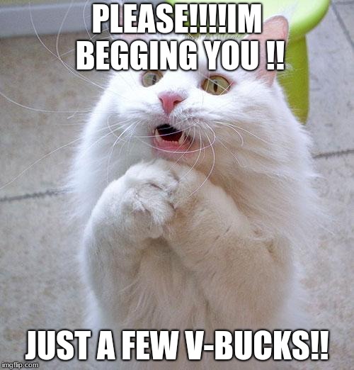 Begging Cat Imgflip