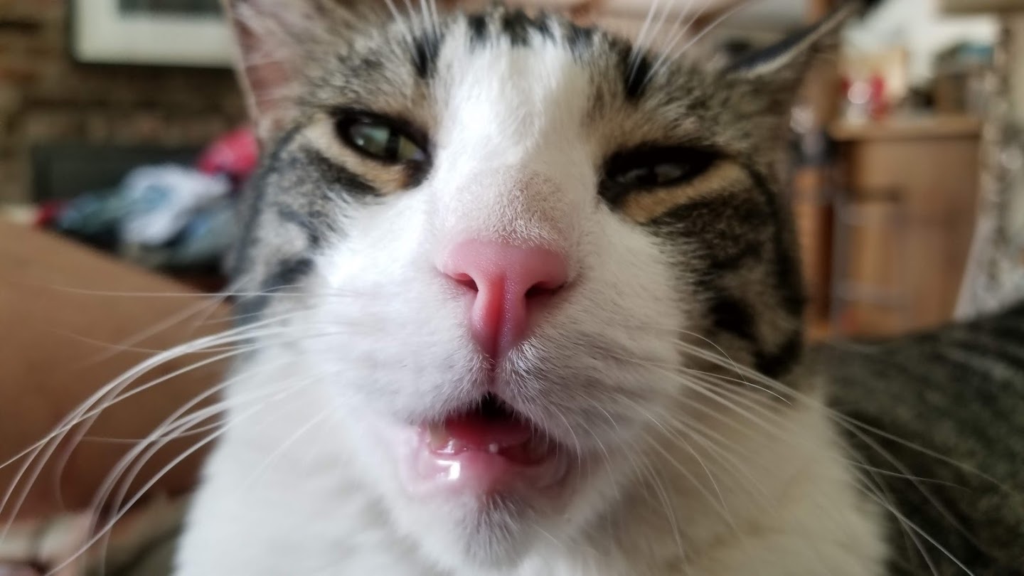 Stoned cat Blank Template Imgflip