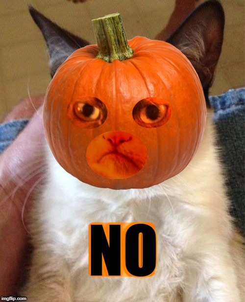 Grumpy Cat is protesting animal halloween costumes. Imgflip