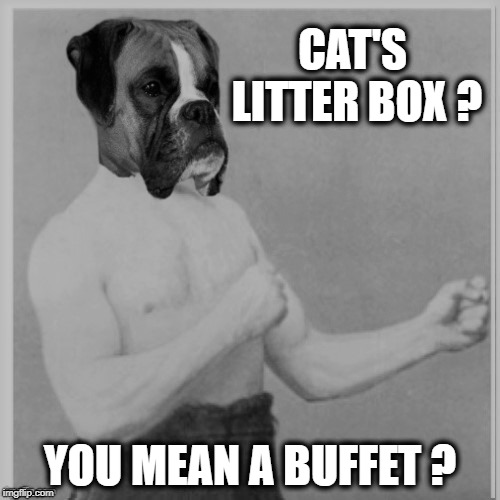 Overly Manly Dog Imgflip