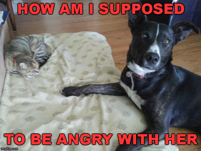 Grumpy Cat Weekend, a Socraziness_all_the_way event, Oct 58 Imgflip