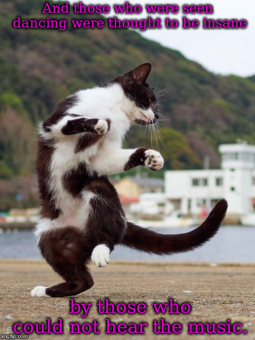Image tagged in dancing bw cat Imgflip