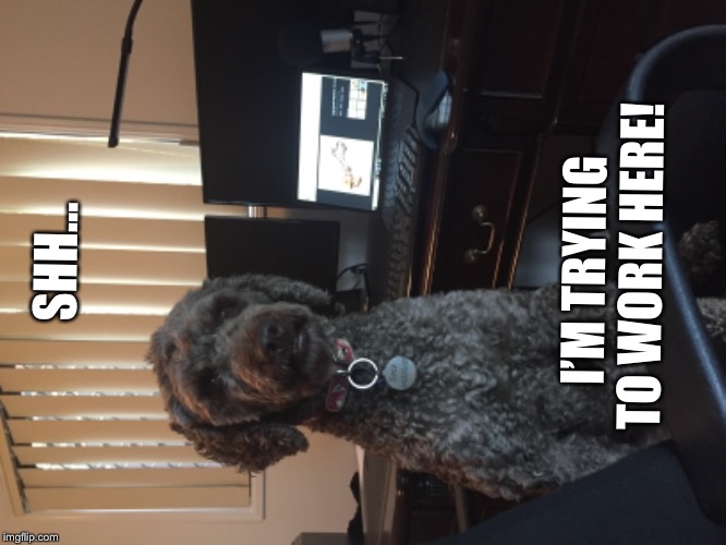 Dog at work Imgflip