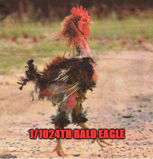 Image tagged in rooster,elizabeth warren,indian,native american Imgflip