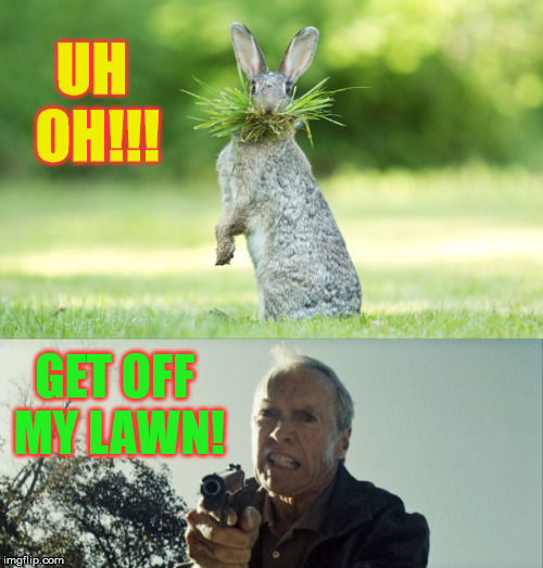 ...or I'll make rabbit stew out of you! Imgflip