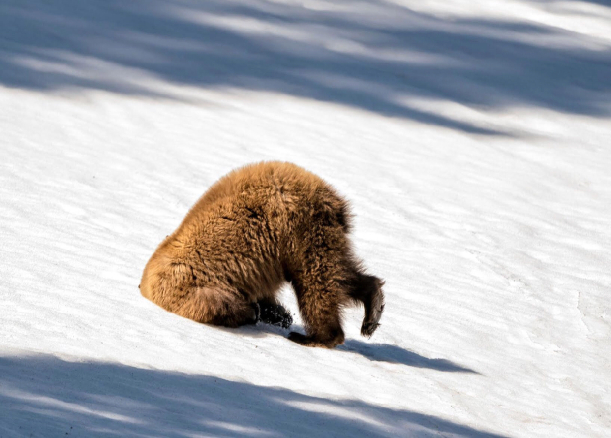 Yogi Bear Memes Imgflip