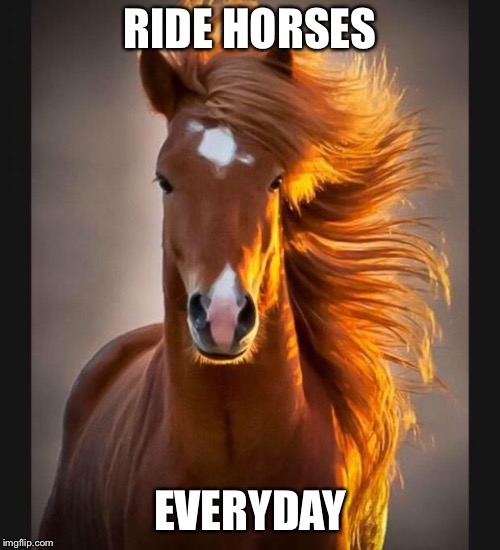 Horse Memes Imgflip