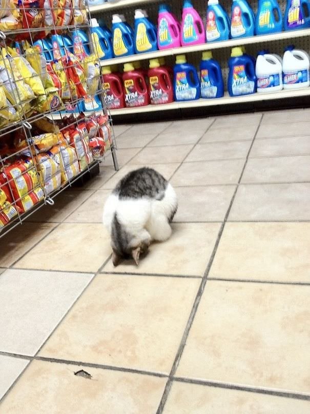Cat bowing in store Memes Imgflip