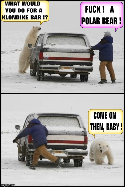 Image tagged in polar bear,klondike bar,bears,bear,ice cream,polar