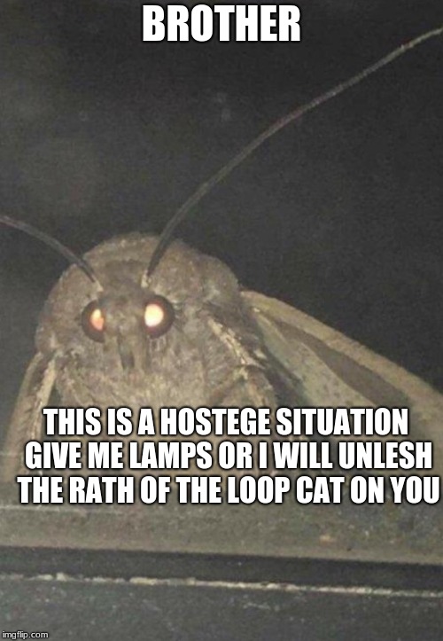 Moth Imgflip