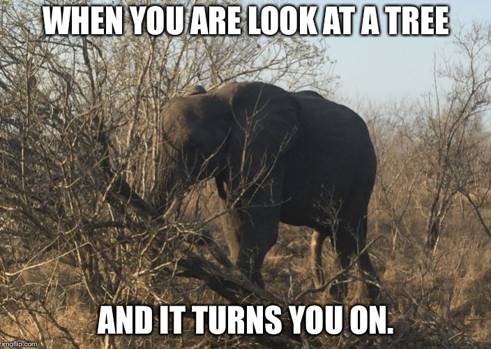 Elephant hiding a bone. Imgflip