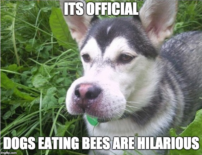 its a dog eat bee world out there Imgflip