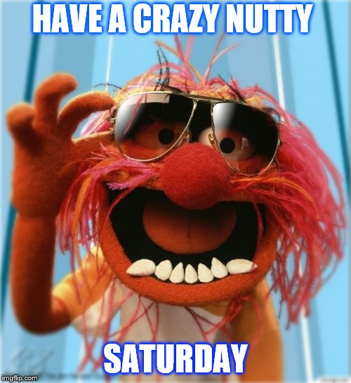 have a crazy nutty saturday Imgflip