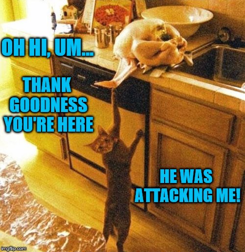 I'm so glad the cat is safe now. Imgflip