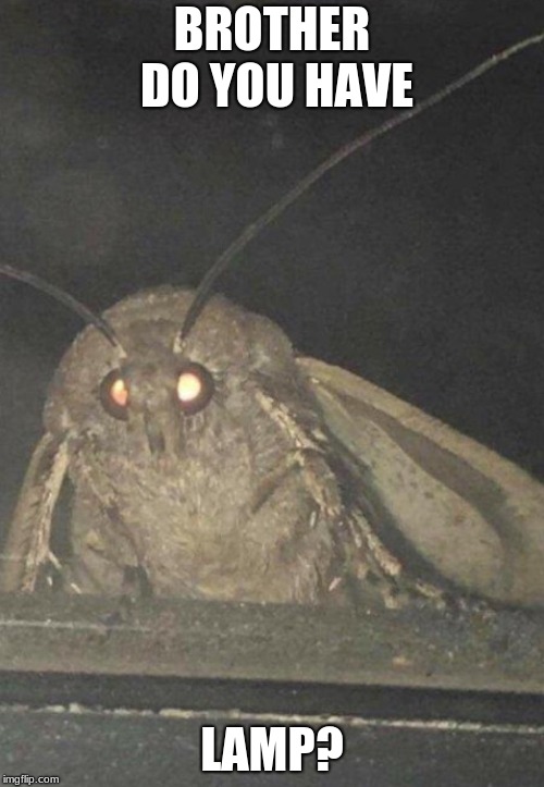Moth Imgflip