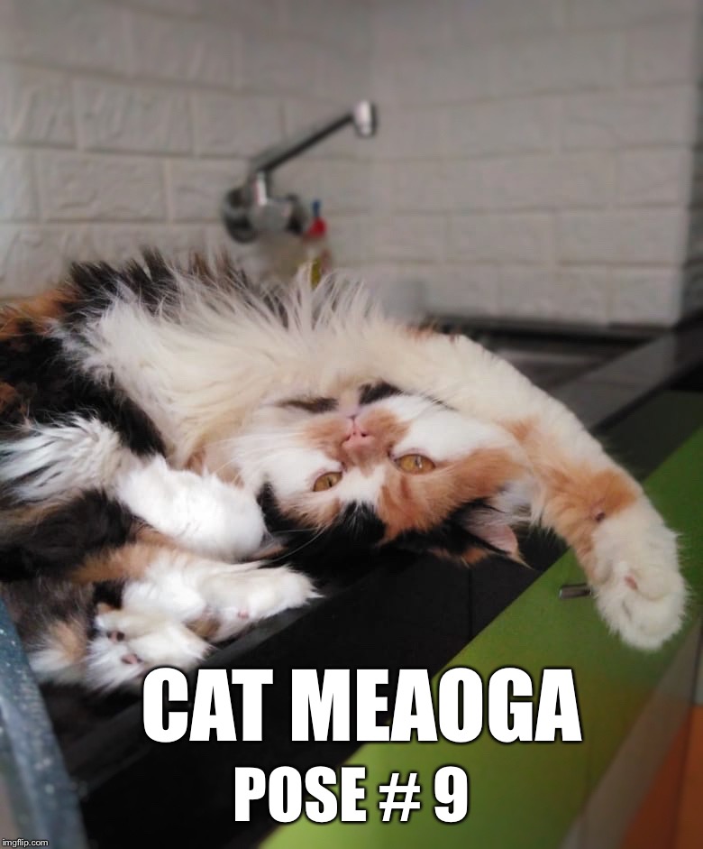 Image tagged in coco the cat Imgflip