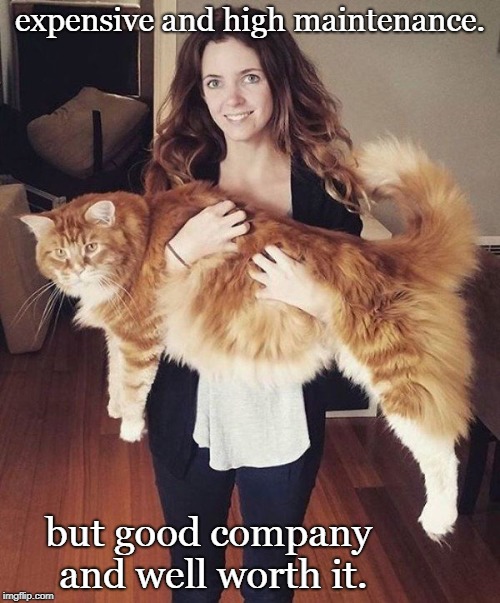 maine coon cats are good company, but expensive. Imgflip