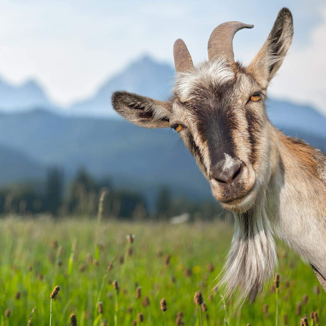 "goat" Meme Templates Imgflip