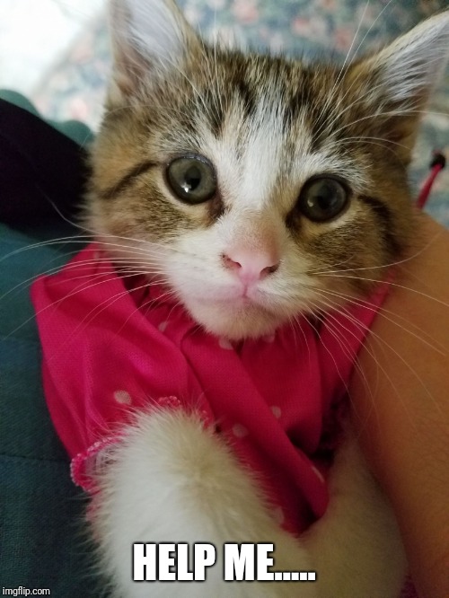 Cat in a dress Imgflip