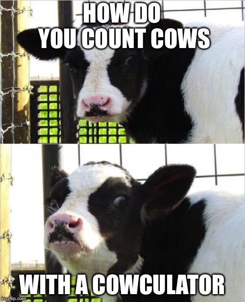 cows Imgflip