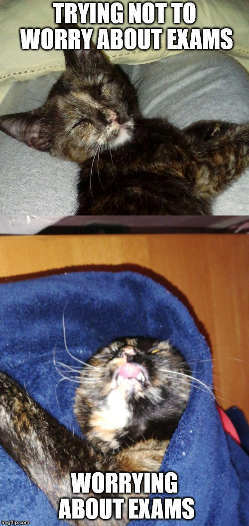 Exam kitty Imgflip