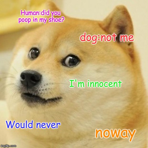 Doge Meme Imgflip