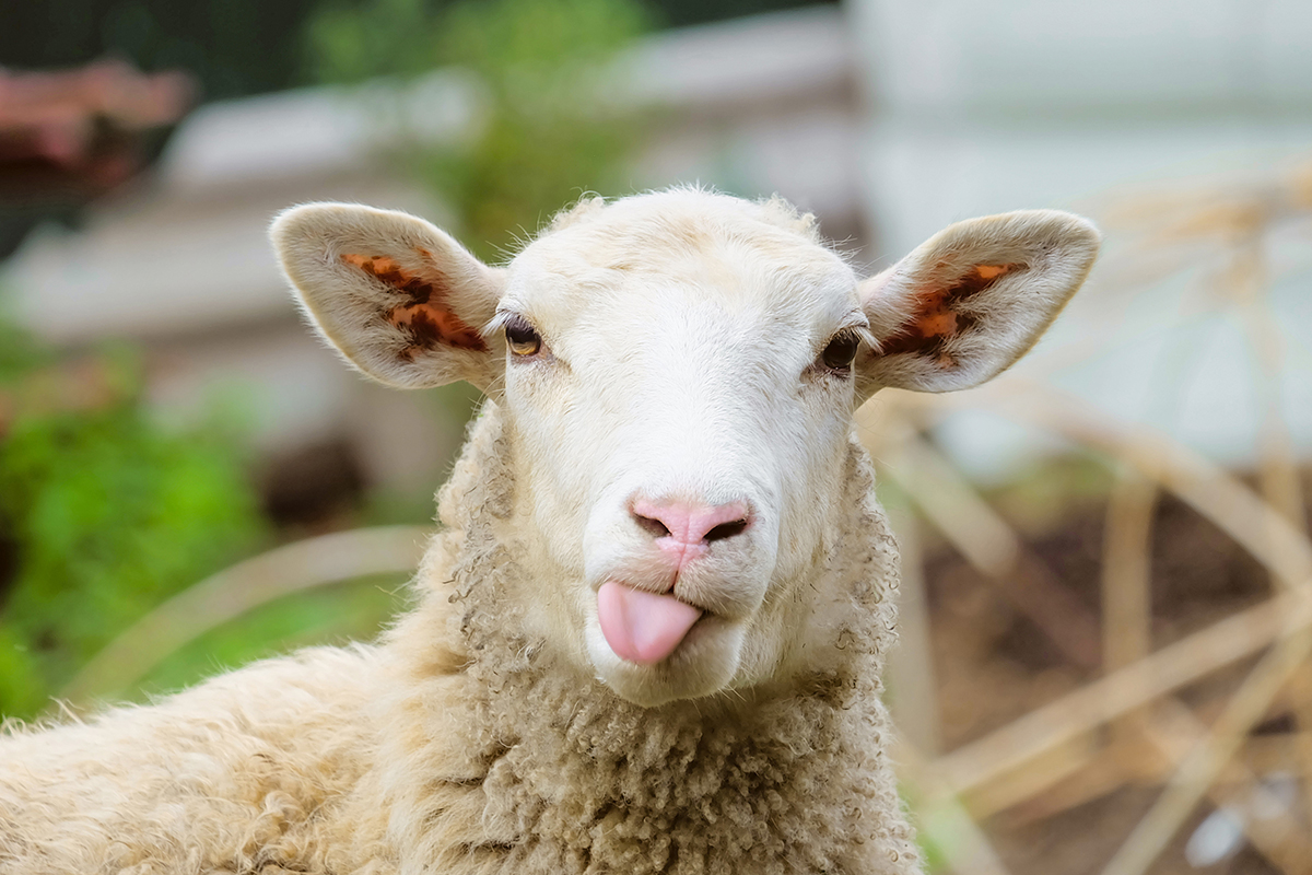 sheep Blank Template Imgflip