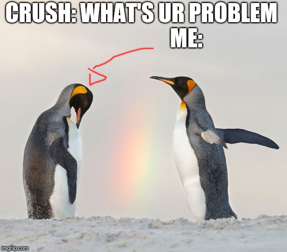 Penguins Imgflip