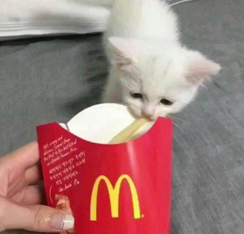 Sad Cat Meme Generator