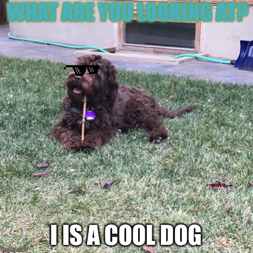 Dog chewing stick Imgflip