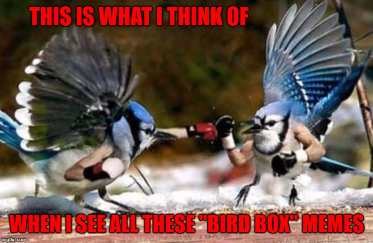 I don't even know what this "bird box" is all about and at this point I