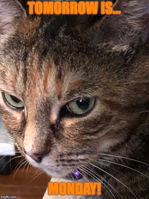 Image tagged in cat,i hate mondays,funny animals Imgflip