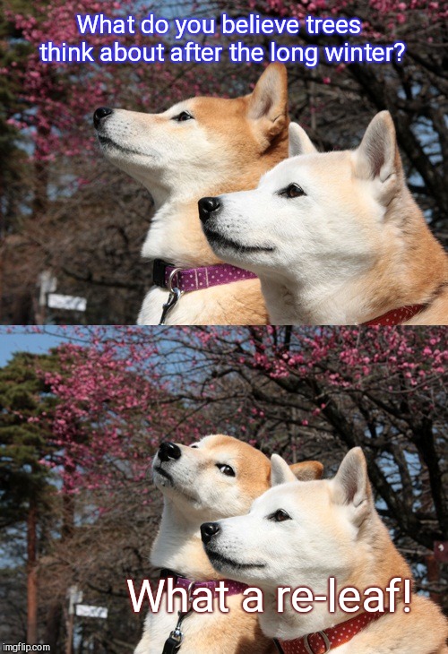 Bad pun dogs Imgflip