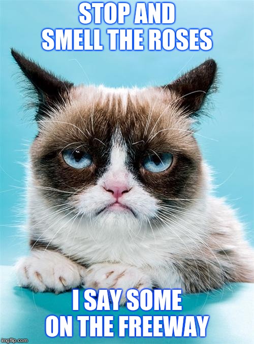 Grumpy Cat Imgflip