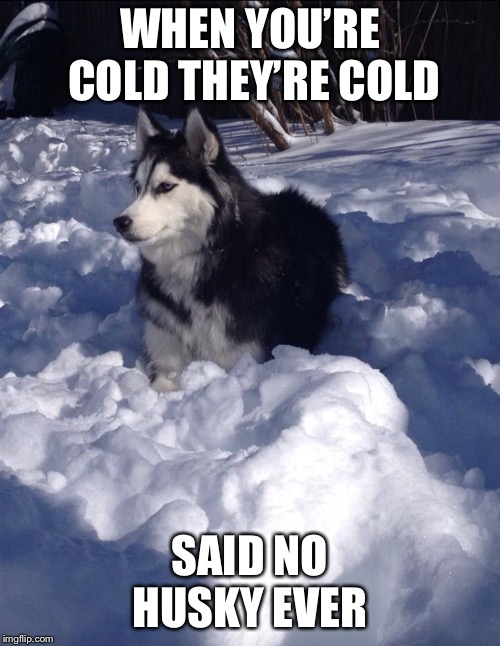 If Youre Cold Theyre Cold Meme Dog
