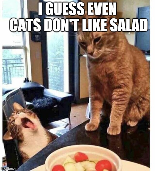 Image tagged in cats,salad Imgflip