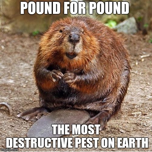 It's a dam nuisance! Imgflip