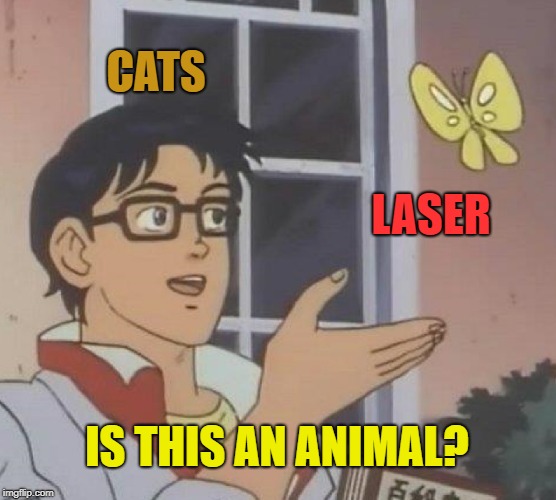 Why do cats have to chase everything that moves? Imgflip