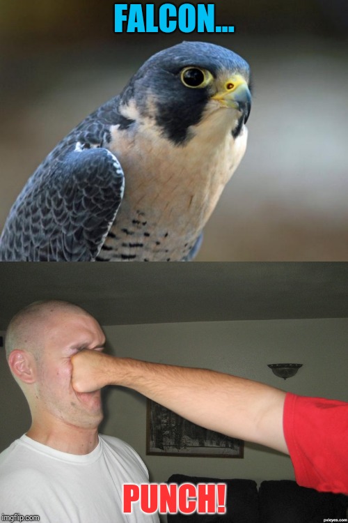 Image tagged in blue falcon,face punch,falcon punch,falcon punch em in