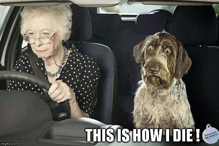 Image tagged in memes,dog scared of driving,old lady driving,funny