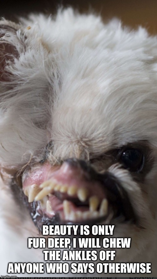 Image tagged in mugsy the dog Imgflip