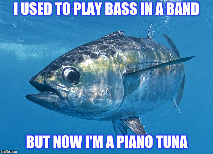 Tuna fish Memes Imgflip