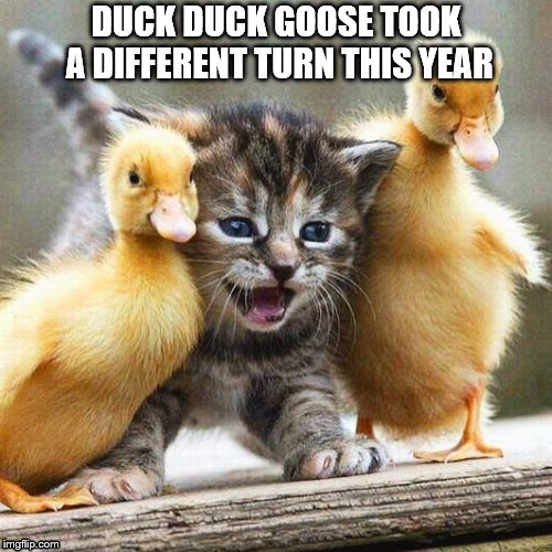 ducks and cat Memes Imgflip