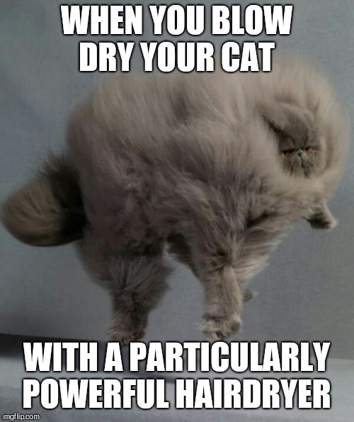 Image tagged in grey cat,fur ball Imgflip
