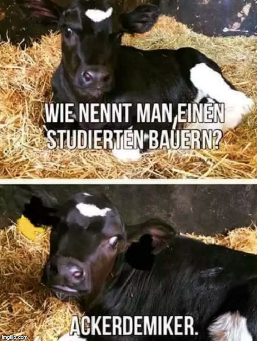 Die ultimative Liste der 20 schlechtesten Flachwitze für jeden Anlass!