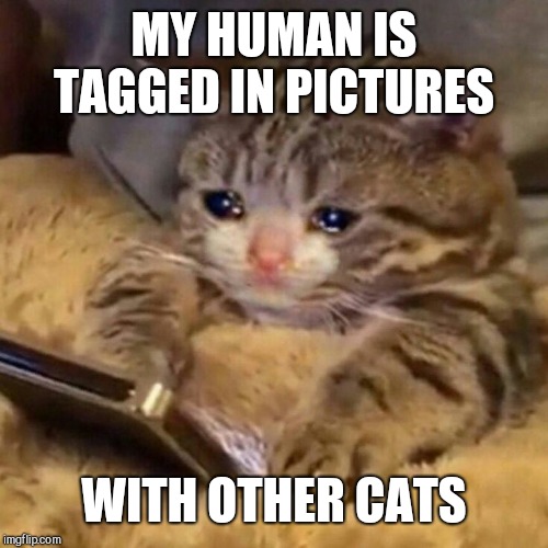Image tagged in sad cat,betrayal Imgflip